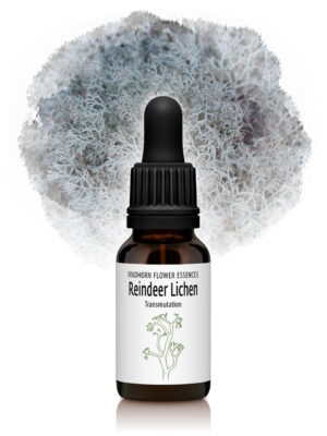 Reindeer Lichen Flower Essence