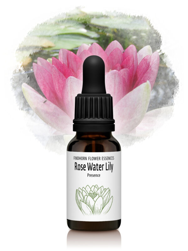 Rose Water Lily Flower Essence