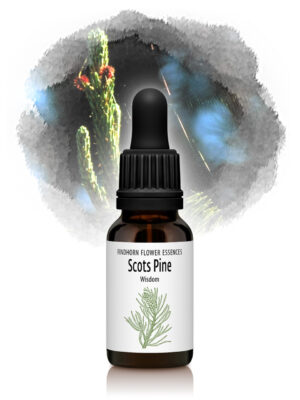 Scots Pine Flower Essence