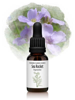 Sea Rocket Flower Essence