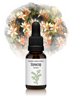 Stonecrop Flower Essence