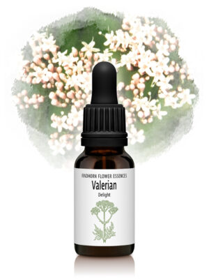 Valerian Flower Essence