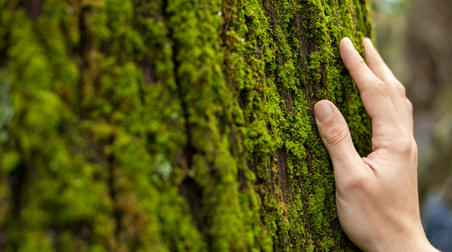 Your Tree Essence Kit - 7 Tree Essences - Image 3