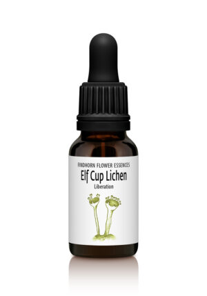 Elf Cup Lichen - LIBERATION