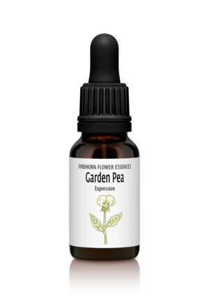 Garden Pea - CREATIVITY