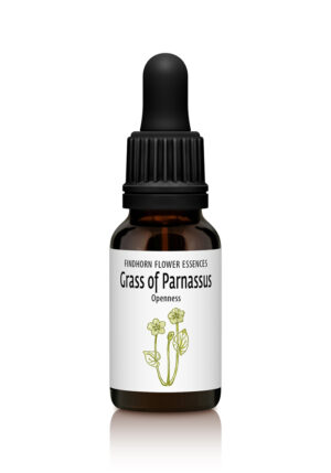 Grass of Parnassus - OPENNESS