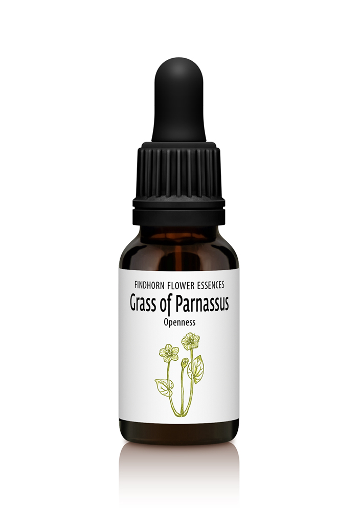 Grass of Parnassus - OPENNESS
