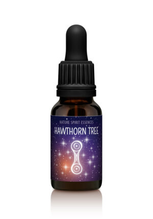 Hawthorn Tree - ACCEPTANCE