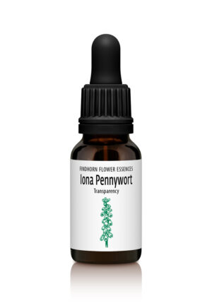 Iona Pennywort - TRANSPARENCY