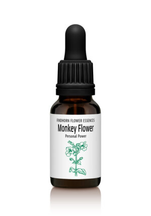 Monkey Flower - BOUNDARIES