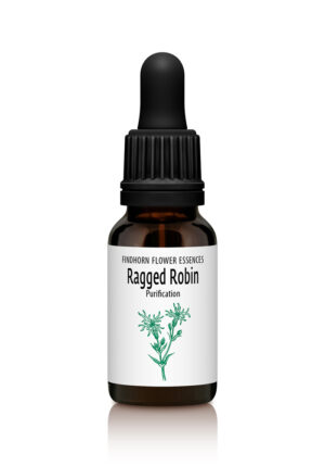 Ragged Robin - PURIFY