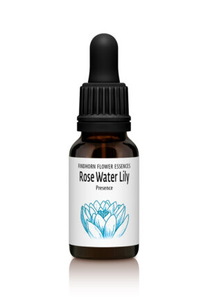 Rose Water Lily - PRESENCE