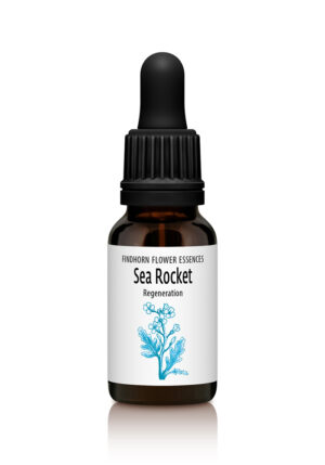Sea Rocket - RESILIENCE