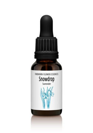 Snowdrop - RELEASING