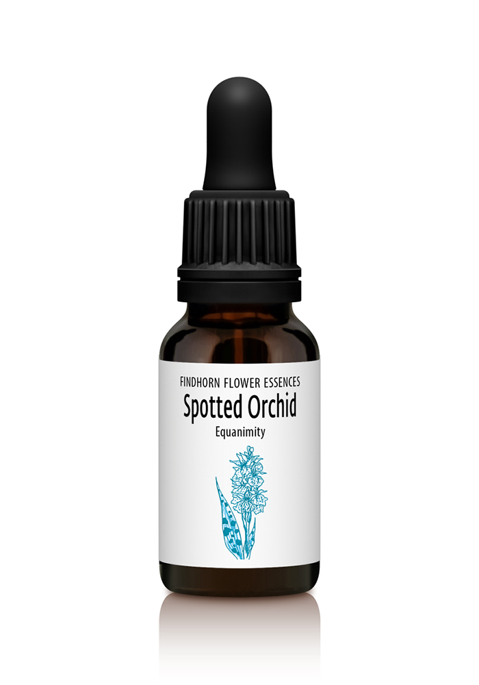 Spotted Orchid - FOCUSSED