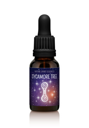 Sycamore - REVITALISATION