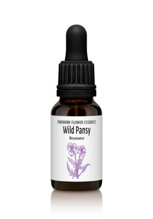 Wild Pansy - CONNECTION